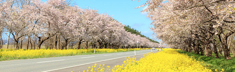写真:秋田県の春